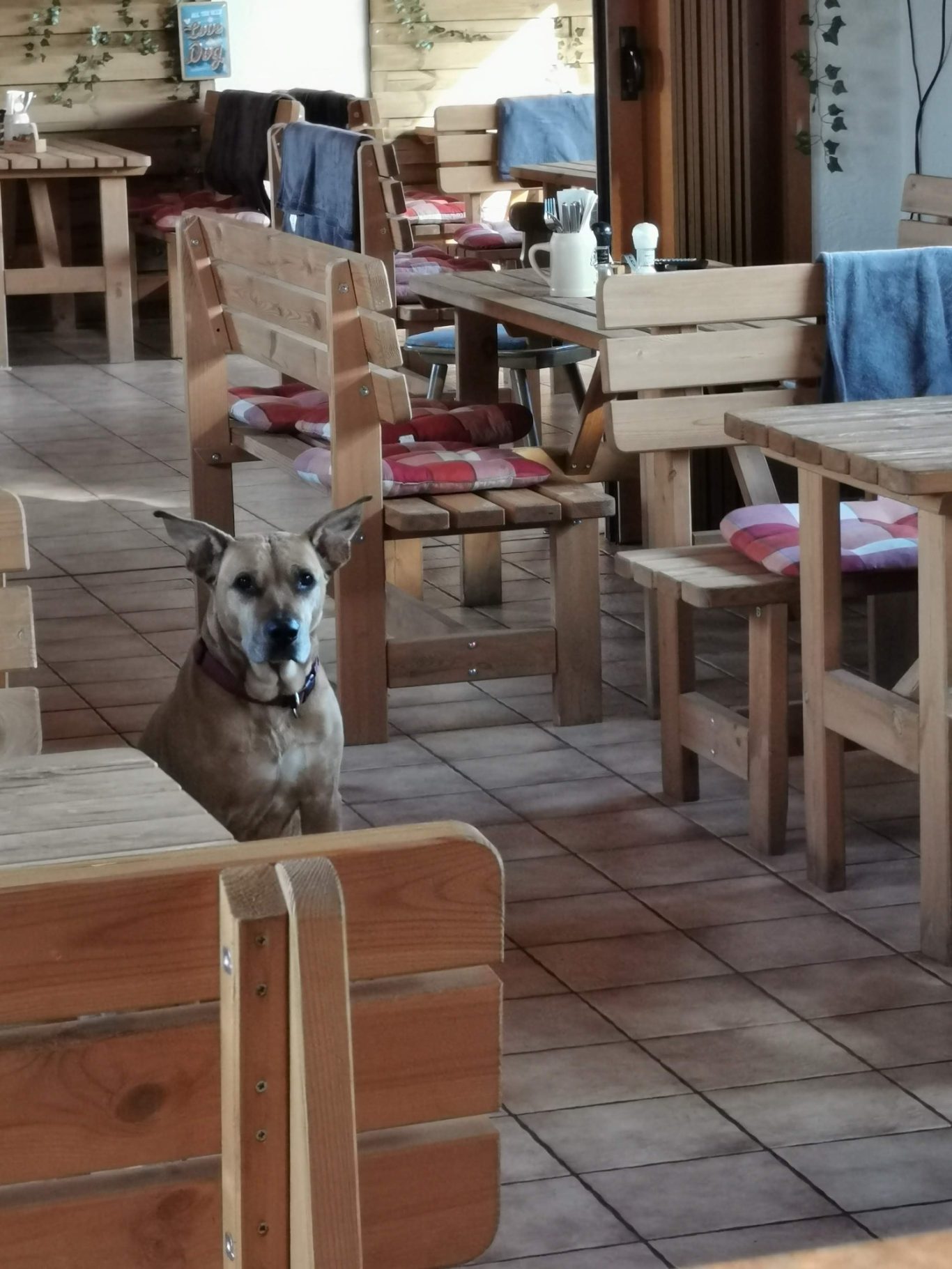 Ihre treuen Begleiter sind uns immer willkommen Clubhaus der Hundefreunde Innebereich mit Hund