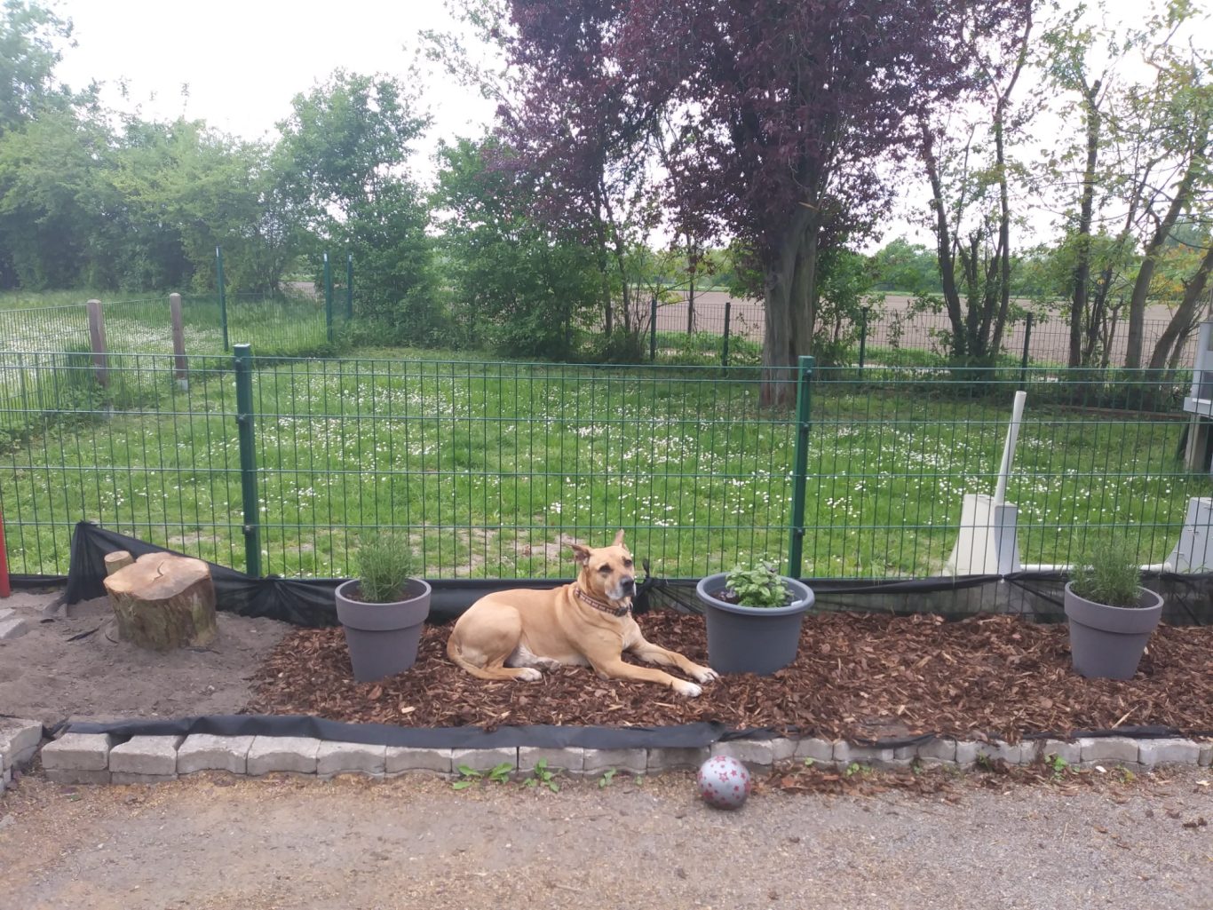 Hunde sind uns stets willkommen Hunde im Außenbereich des Clubs