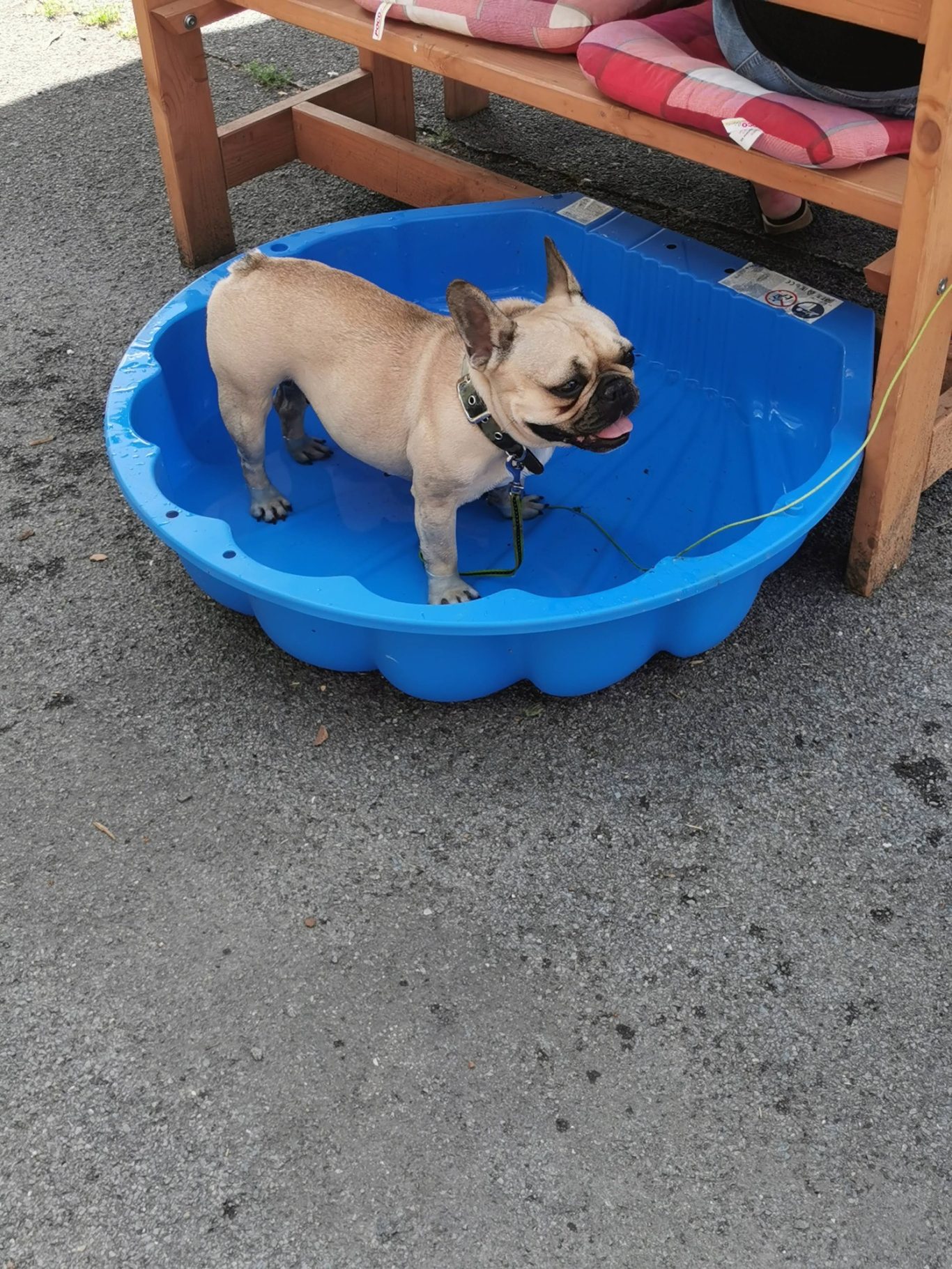 Hunde kommen auf ihre Kosten Hund im Biergarten